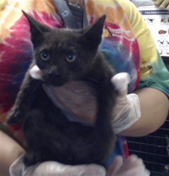 Shelter Stray Male Cat last seen Near BACKBAY RD, FAYETTEVILLE NC 28306, 4704 Corporation Dr, Fayetteville, NC 28306, USA