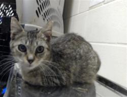Shelter Stray Male Cat last seen Near BACKBAY RD, FAYETTEVILLE NC 28306, 4704 Corporation Dr, Fayetteville, NC 28306, USA