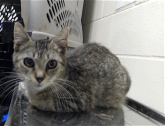 Shelter Stray Male Cat last seen Near BACKBAY RD, FAYETTEVILLE NC 28306, 4704 Corporation Dr, Fayetteville, NC 28306, USA