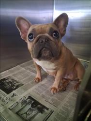 Shelter Stray Female Dog last seen , 1850 W 60th St, Los Angeles, CA 90047, USA