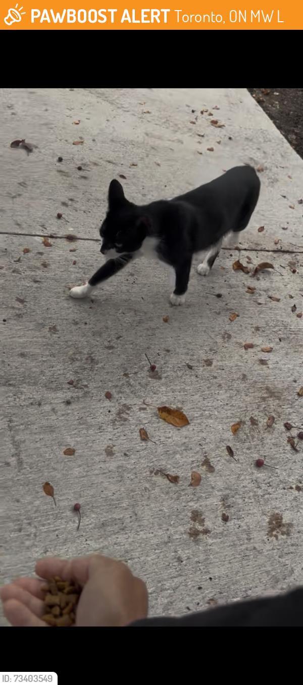 Found/Stray Unknown Cat last seen Near humber college Blvd, Toronto, ON M9W 5L7