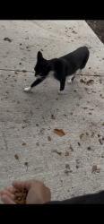 Found/Stray Unknown Cat last seen Near humber college Blvd, Toronto, ON M9W 5L7