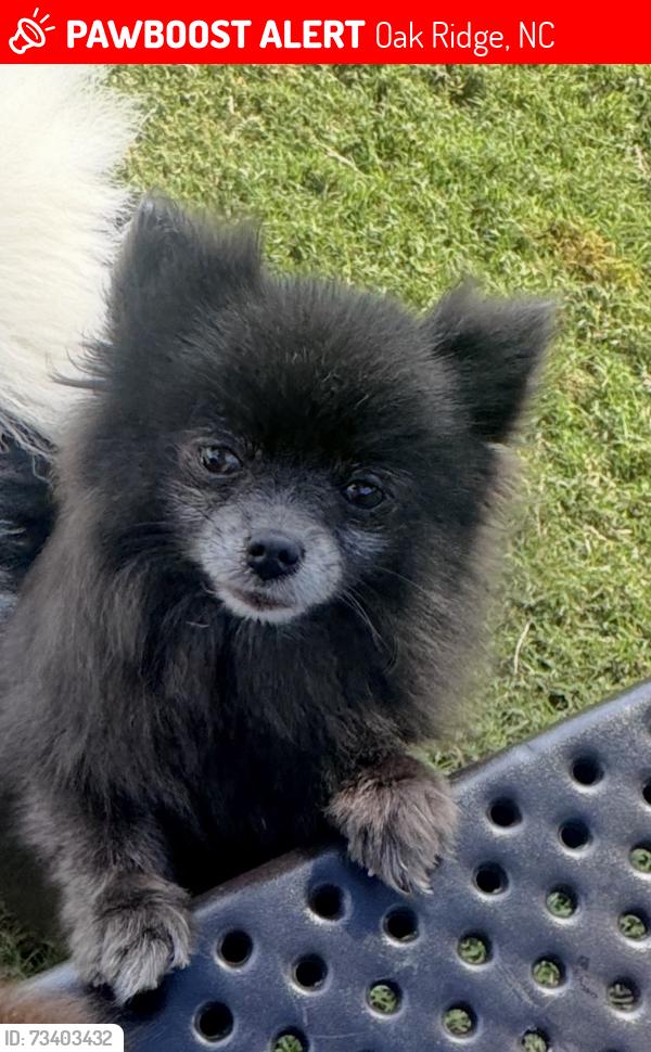 Lost Female Dog last seen Oakridge plantation, Oak Ridge, NC 27310