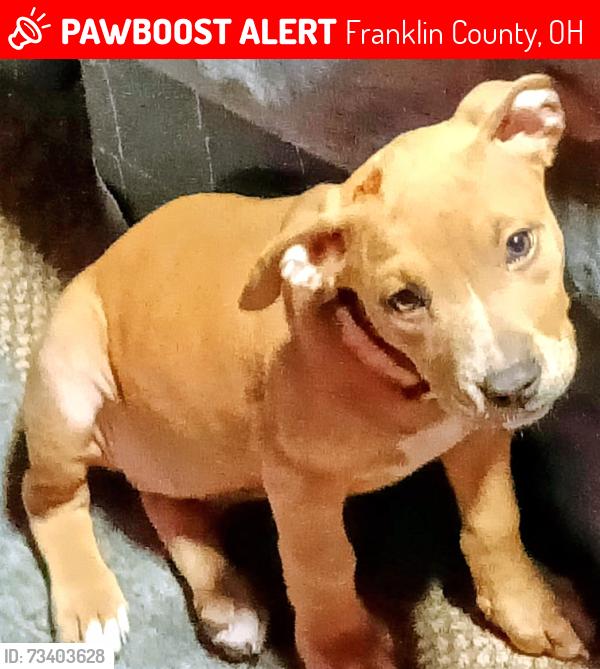 Lost Female Dog last seen Dogwood, Franklin County, OH 43227