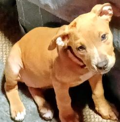 Lost Female Dog last seen Dogwood, Franklin County, OH 43227