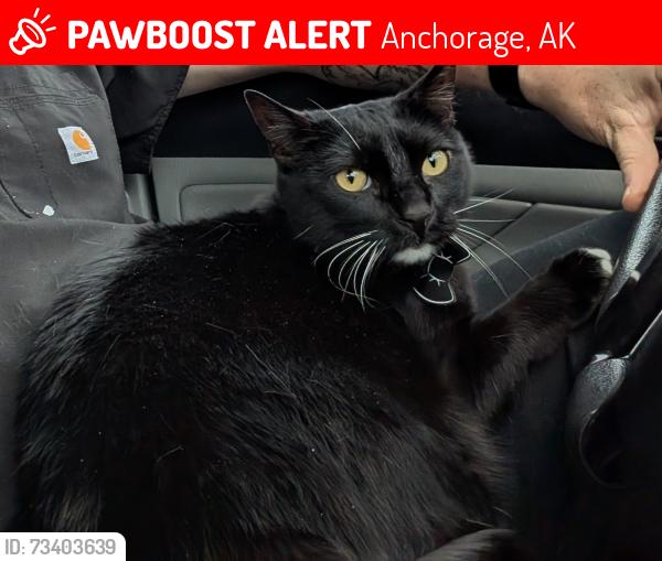 Lost Male Cat last seen Tudor and Baxter, Anchorage, AK 99507