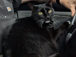 Lost Male Cat last seen Tudor and Baxter, Anchorage, AK 99507