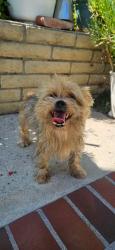 Reunited Male Dog last seen Russell St, La Habra, CA, USA, La Habra, CA 90631