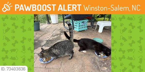 Found/Stray Female Cat last seen Polo and Cherry, Winston-Salem, NC 27105