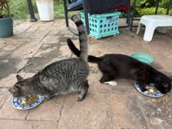 Found/Stray Female Cat last seen Polo and Cherry, Winston-Salem, NC 27105