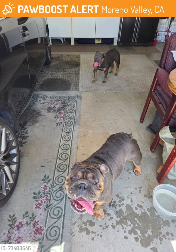 Found/Stray Male Dog last seen Sunnymead Ranch /Fire Department, Moreno Valley, CA 92557