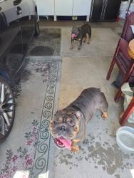 Found/Stray Male Dog last seen Sunnymead Ranch /Fire Department, Moreno Valley, CA 92557