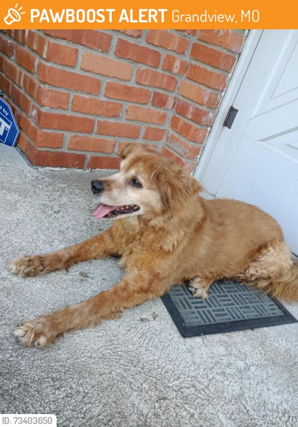 Found/Stray Female Dog last seen Winchester and byars 129th, Grandview, MO 64030