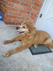 Found/Stray Female Dog last seen Winchester and byars 129th, Grandview, MO 64030