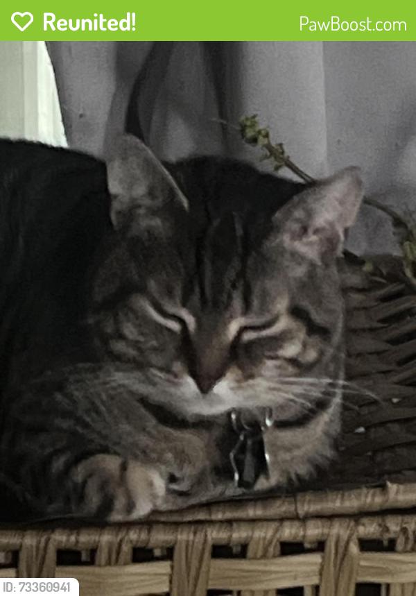 Reunited Male Cat last seen Buffalo road. Mountain road. Bethel road. Pumpkin hollow rd. Foust hollow rd, Clinton, TN 37716