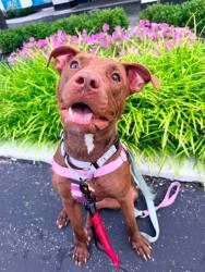 Shelter Stray Female Dog last seen Near E 149, 4th District, OH, 9203 Detroit Ave, Cleveland, OH 44102, USA