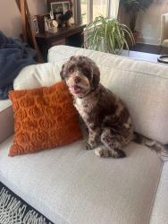 Reunited Male Dog last seen Hickory Trail SE and Hwy 78 Smyrna, Mableton, GA 30126