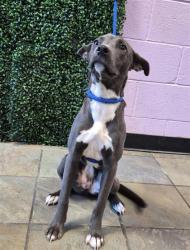 Shelter Stray Female Dog last seen Near Leah point, CITY of El Paso, TX, 5001 Fred Wilson Ave, El Paso, TX 79906, USA