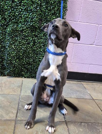 Shelter Stray Female Dog last seen Near Leah point, CITY of El Paso, TX, 5001 Fred Wilson Ave, El Paso, TX 79906, USA