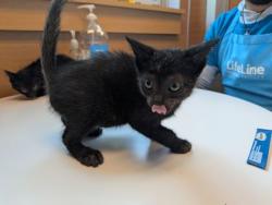 Shelter Stray Male Cat last seen Near Streamview Dr SE, Atlanta, GA 30316, 30316, GA, 3280 Chamblee Dunwoody Rd, Chamblee, GA 30341, USA