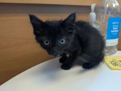 Shelter Stray Male Cat last seen Near Streamview Dr SE, Atlanta, GA 30316, 30316, GA, 3280 Chamblee Dunwoody Rd, Chamblee, GA 30341, USA