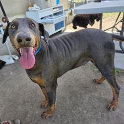 Found/Stray Male Dog last seen Near 70th St, Long Beach, CA 90805, Long Beach, CA 90805