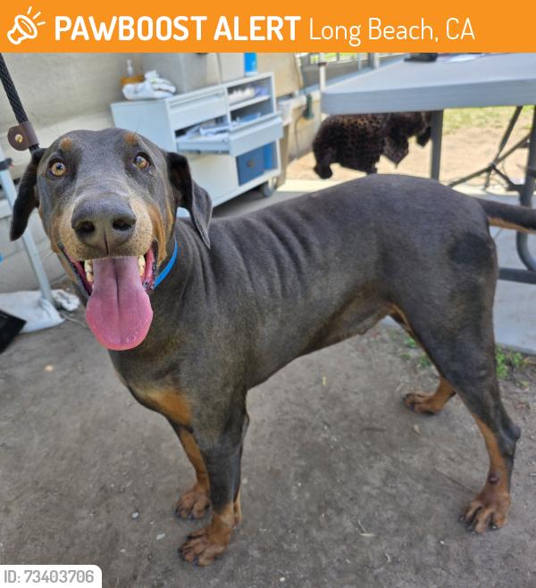 Found/Stray Male Dog last seen Near 70th St, Long Beach, CA 90805, Long Beach, CA 90805