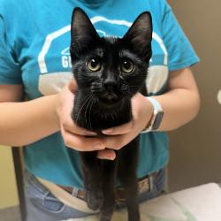 Found/Stray Female Cat last seen W 87th Street and Winchester St, Lenexa, KS 66219