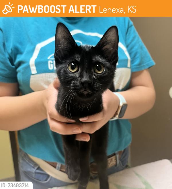 Found/Stray Female Cat last seen W 87th Street and Winchester St, Lenexa, KS 66219