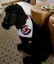 Lost Male Dog last seen Martin Luther King Park, Columbia, SC 29211