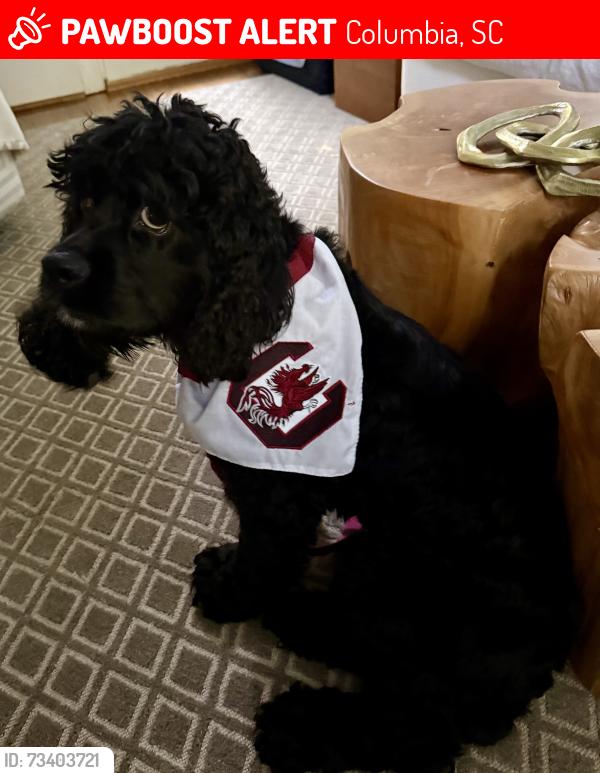 Lost Male Dog last seen Martin Luther King Park, Columbia, SC 29211