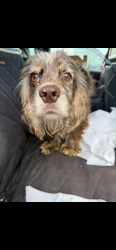 Lost Male Dog last seen Northwest Expressway and MacArthur, Oklahoma City, OK 73132