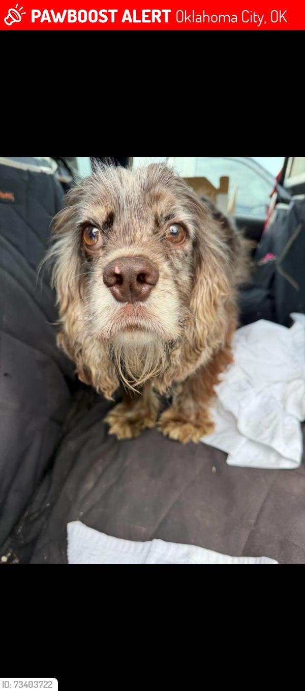 Lost Male Dog last seen Northwest Expressway and MacArthur, Oklahoma City, OK 73132