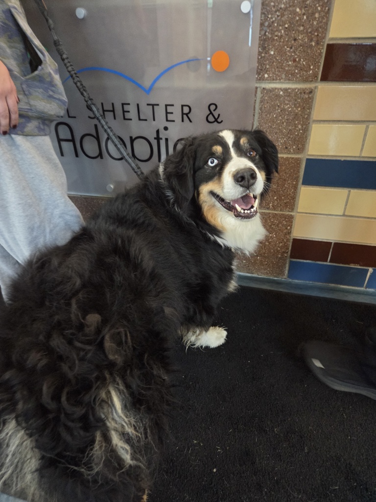 Shelter Stray Male Dog last seen Drayton plains nature center, WATERFORD, MI, 48328, 1200 N Telegraph Building 42E, Pontiac, MI 48340, USA