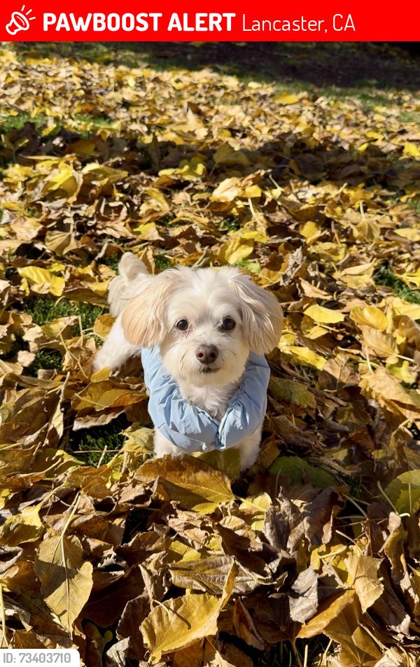Lost Female Dog last seen M and 65th West, Lancaster, CA 93536