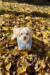 Lost Female Dog last seen M and 65th West, Lancaster, CA 93536