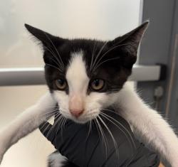Shelter Stray Male Cat last seen Near Leon, San Diego, CA, 92154, 5500 Gaines St, San Diego, CA 92110, USA