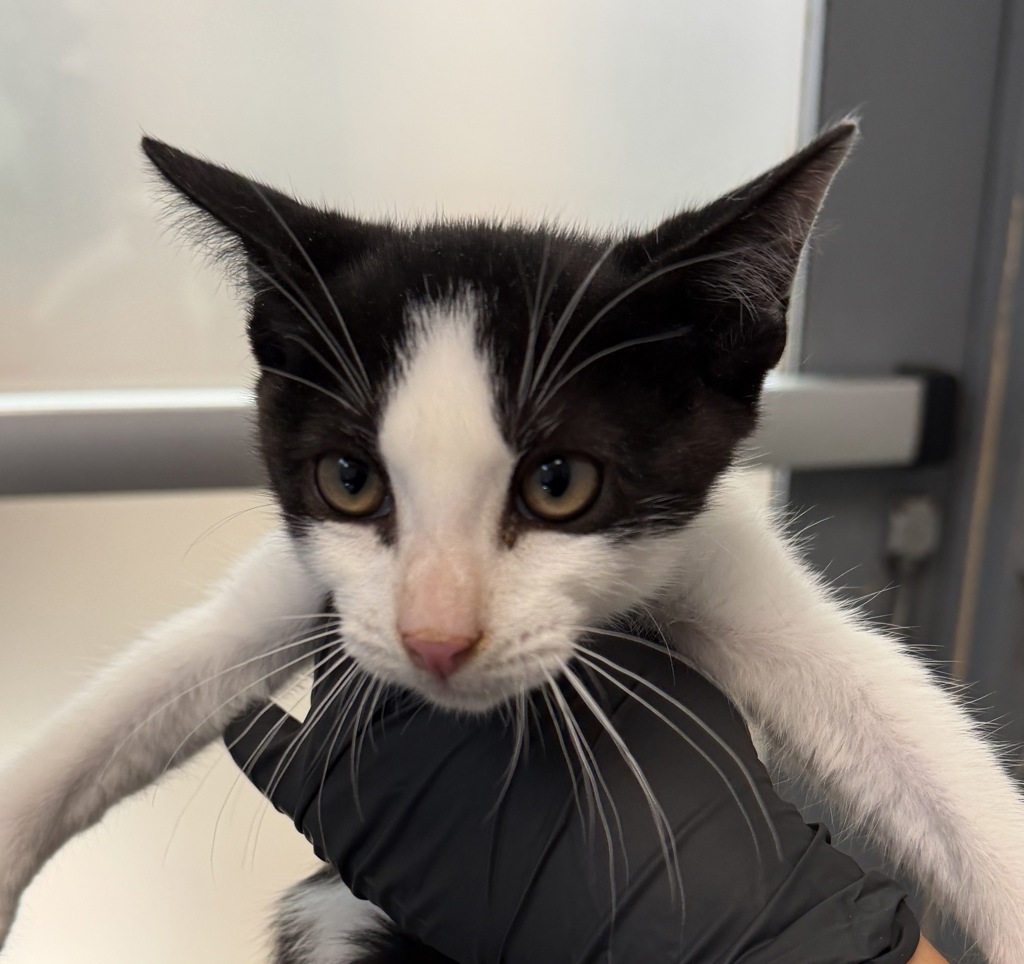 Shelter Stray Male Cat last seen Near Leon, San Diego, CA, 92154, 5500 Gaines St, San Diego, CA 92110, USA
