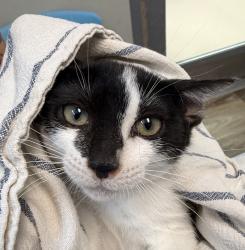 Shelter Stray Male Cat last seen Near Leon, San Diego, CA, 92154, 5500 Gaines St, San Diego, CA 92110, USA