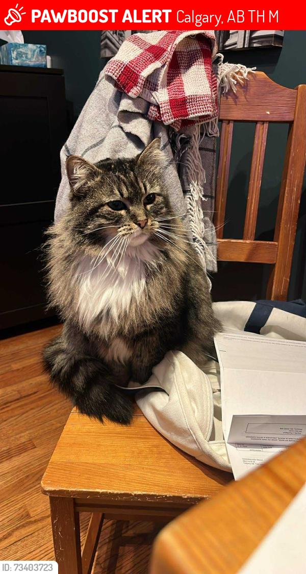 Lost Female Cat last seen Arlington Place & 6 Street SE, Calgary, AB T2H 1M1