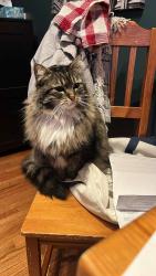 Lost Female Cat last seen Arlington Place & 6 Street SE, Calgary, AB T2H 1M1