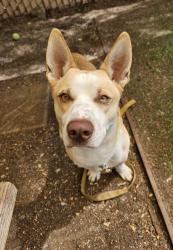 Shelter Stray Male Dog last seen Near Church Road, Pauma Valley, CA, 92061, Escondido, CA 92027, USA