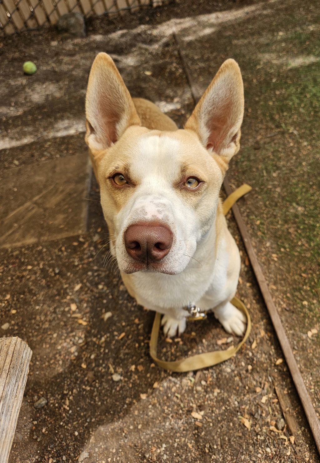 Shelter Stray Male Dog last seen Near Church Road, Pauma Valley, CA, 92061, Escondido, CA 92027, USA