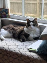 Reunited Male Cat last seen Ponce de Leon, Clarkston, GA 30021