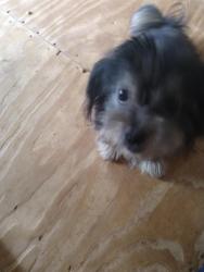 Lost Male Dog last seen Morgan Drive, Napier Ave, or Roff Ave around Vine-Ingle Ball Pary, Macon, GA 31204