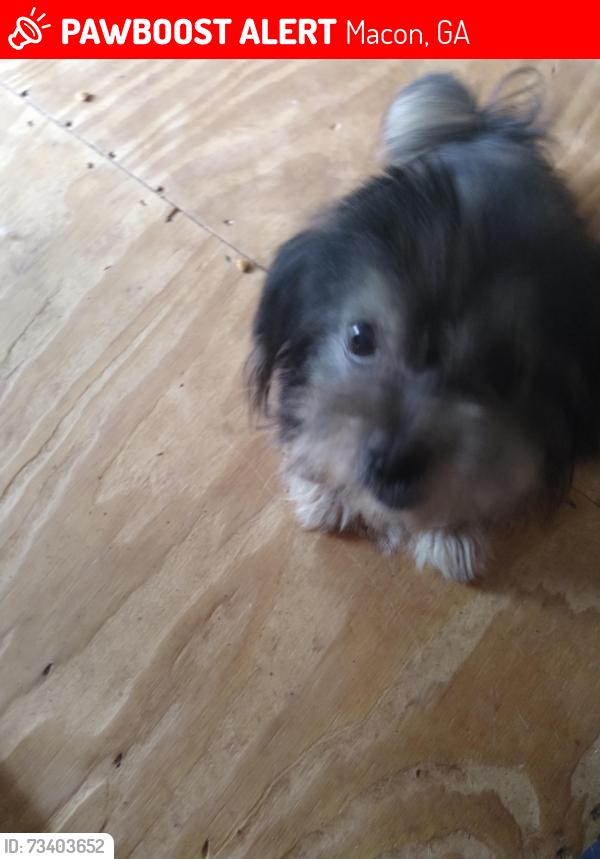 Lost Male Dog last seen Morgan Drive, Napier Ave, or Roff Ave around Vine-Ingle Ball Pary, Macon, GA 31204