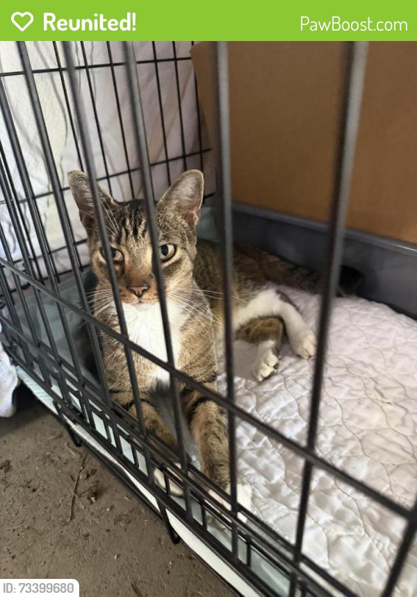 Reunited Female Cat last seen Dallas road and terrace road, Willow grove, Willow Grove, PA 19090