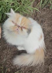 Reunited Female Cat last seen Carol st, Berman st, Springfield, MA 01108