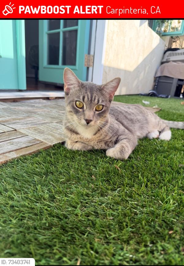 Lost Male Cat last seen Near linden ave, Carpinteria, CA 93013