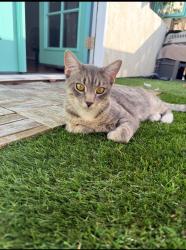 Lost Male Cat last seen Near linden ave, Carpinteria, CA 93013